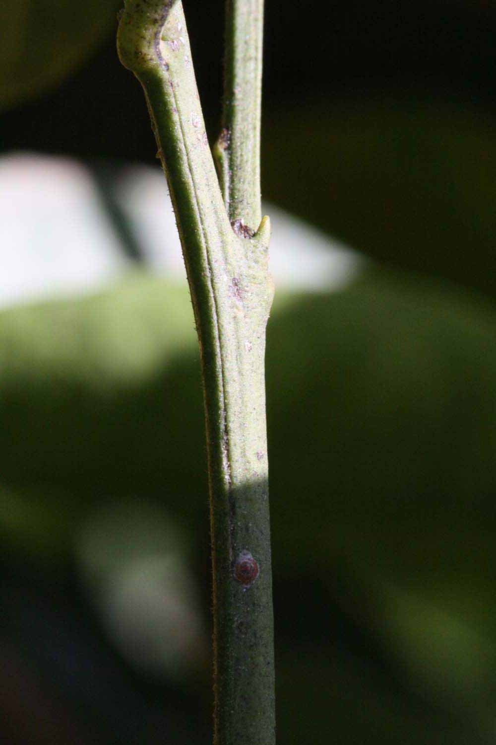            First year twig (Riverside, CA)   